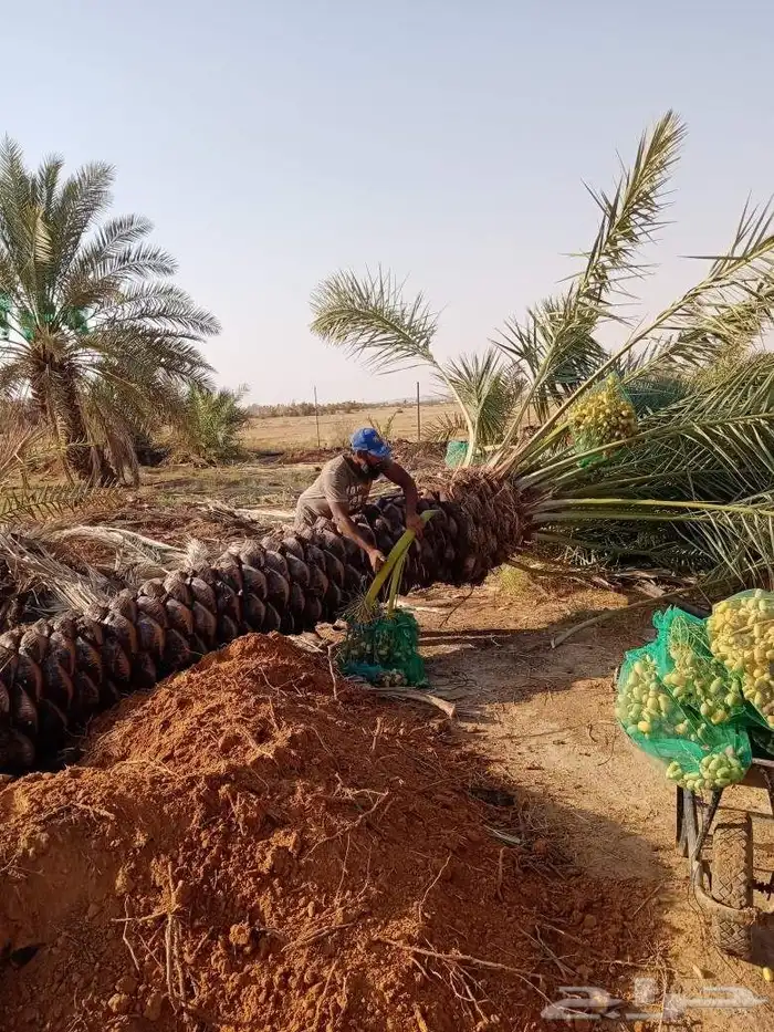 نخل للبيع مثمر بيع نخل سكري اخلاص برحي مجدول صقعي 4
