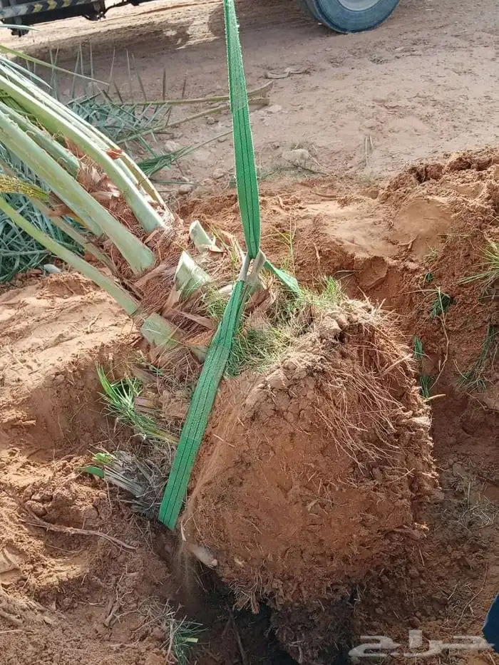 نخل عربي نخيل مثمر فسايل جثايث نخيل زينه واشنطني فسايل نقايل 6