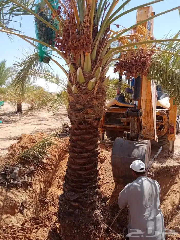 نخل للبيع مثمر بيع نخل سكري اخلاص برحي مجدول صقعي 0