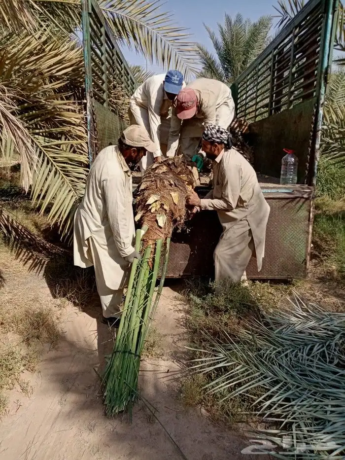 نخل للبيع مثمر توصيل وزراعه النخيل اخلاص سكري برحي صقعي 7