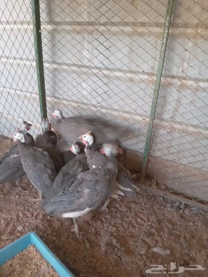 دجاج حبشي رماح 1