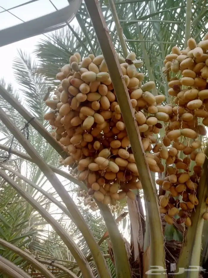 نخيل مثمر لبيع 3