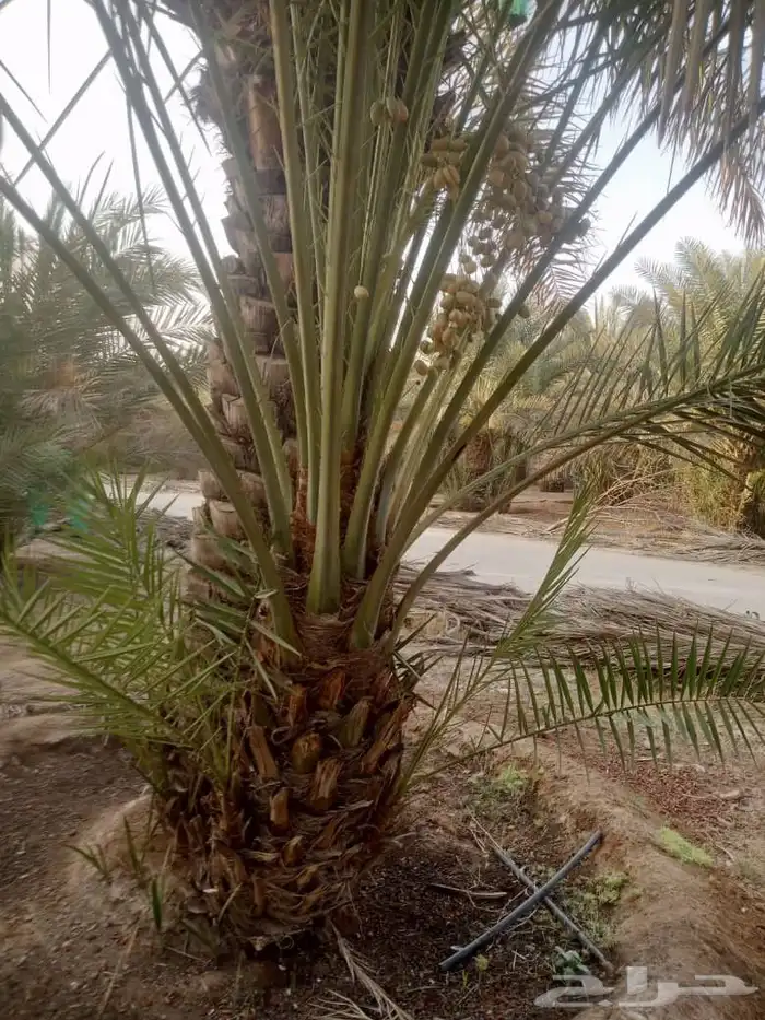 نخيل مثمر لبيع 1