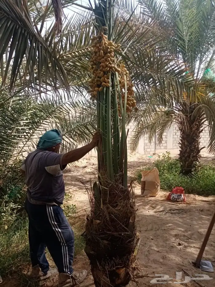 نخل للبيع مثمر توصيل وزراعه النخيل اخلاص سكري برحي صقعي 3