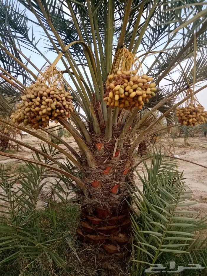 نخل للبيع مثمر توصيل وزراعه النخيل اخلاص سكري برحي صقعي 0