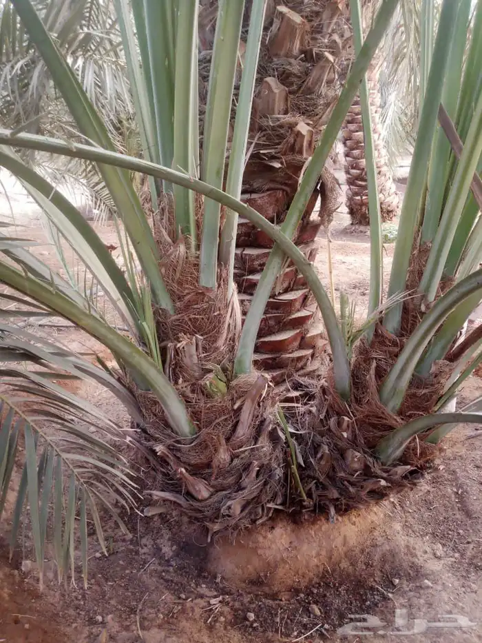 نخيل مثمر لبيع 5