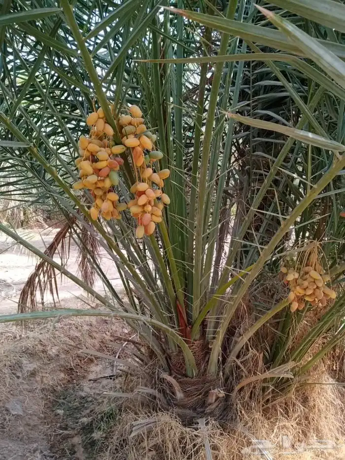 نخل للبيع مثمر بيع نخل سكري اخلاص برحي مجدول صقعي 8