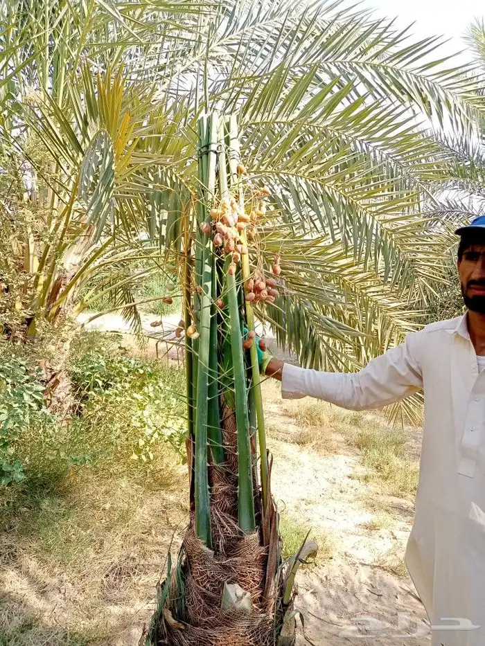 نخل للبيع مثمر توصيل وزراعه النخيل اخلاص سكري برحي صقعي 6