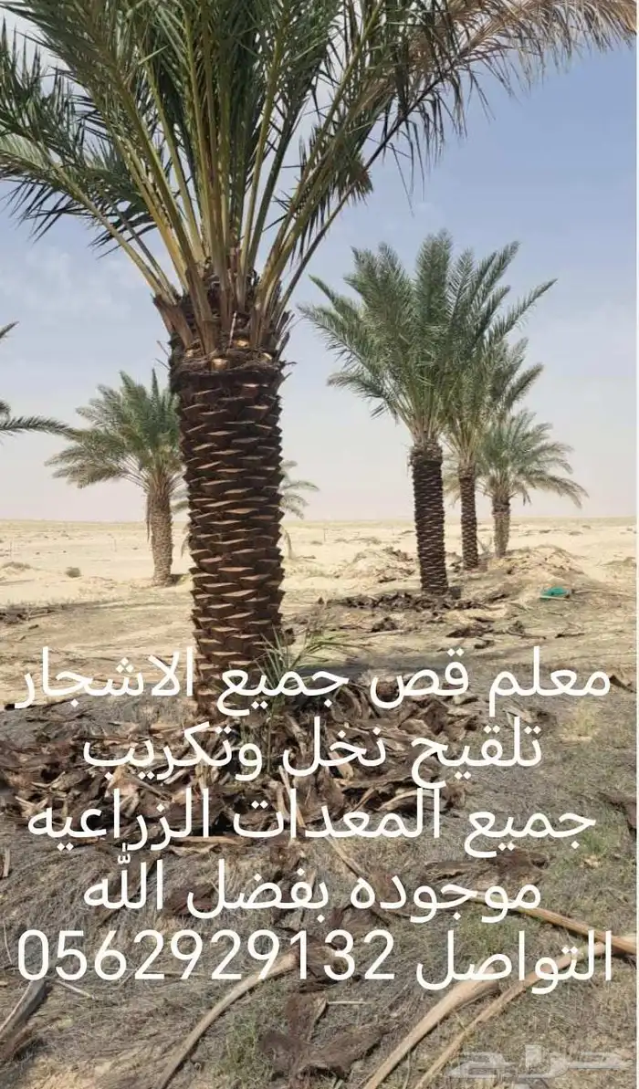 معلم قص جميع الاشجار تلقيح نخل وتكريب النخل 5