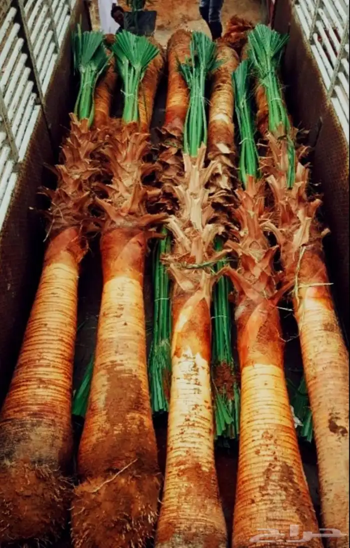 نخل مثمر للبيع نقايل جثايث فسائل نخل واشنطني زينه واشنطنيا 4