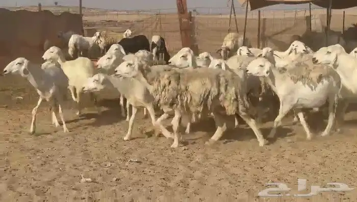 ما شاء الله وتبارك الله أعرض لكم غنم حريات دفيع مفاصيل 1