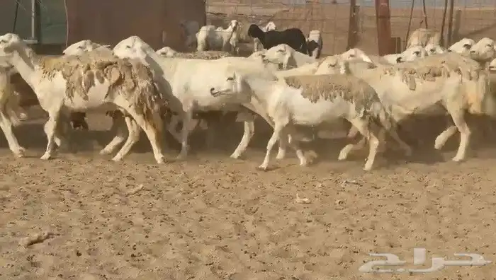 ما شاء الله وتبارك الله أعرض لكم غنم حريات دفيع مفاصيل 6