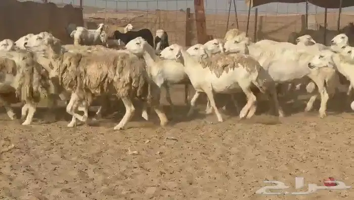 ما شاء الله وتبارك الله أعرض لكم غنم حريات دفيع مفاصيل 0