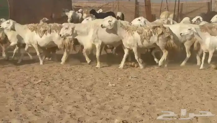 ما شاء الله وتبارك الله أعرض لكم غنم حريات دفيع مفاصيل 7