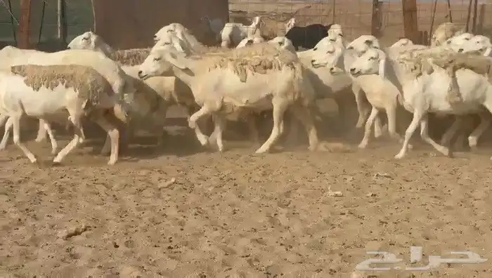 ما شاء الله وتبارك الله أعرض لكم غنم حريات دفيع مفاصيل 5