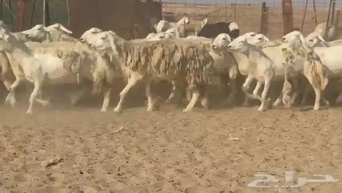 ما شاء الله وتبارك الله أعرض لكم غنم حريات دفيع مفاصيل 4