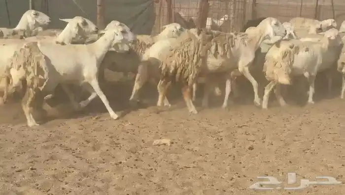 ما شاء الله وتبارك الله أعرض لكم غنم حريات دفيع مفاصيل 3