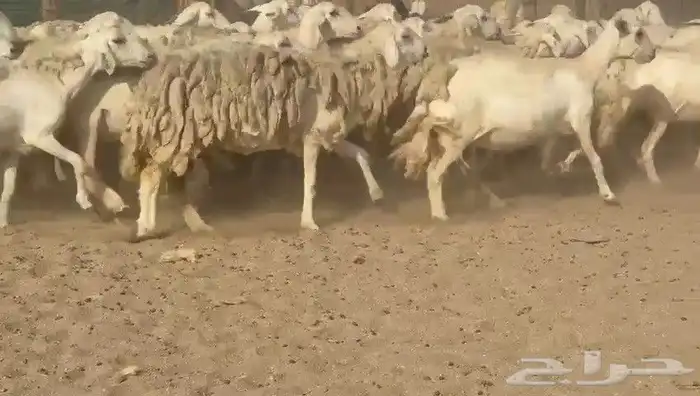 ما شاء الله وتبارك الله أعرض لكم غنم حريات دفيع مفاصيل 2