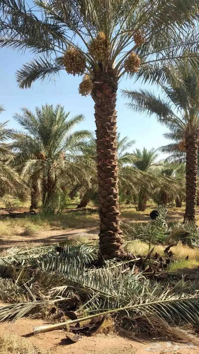 نخيل وزيتون 2