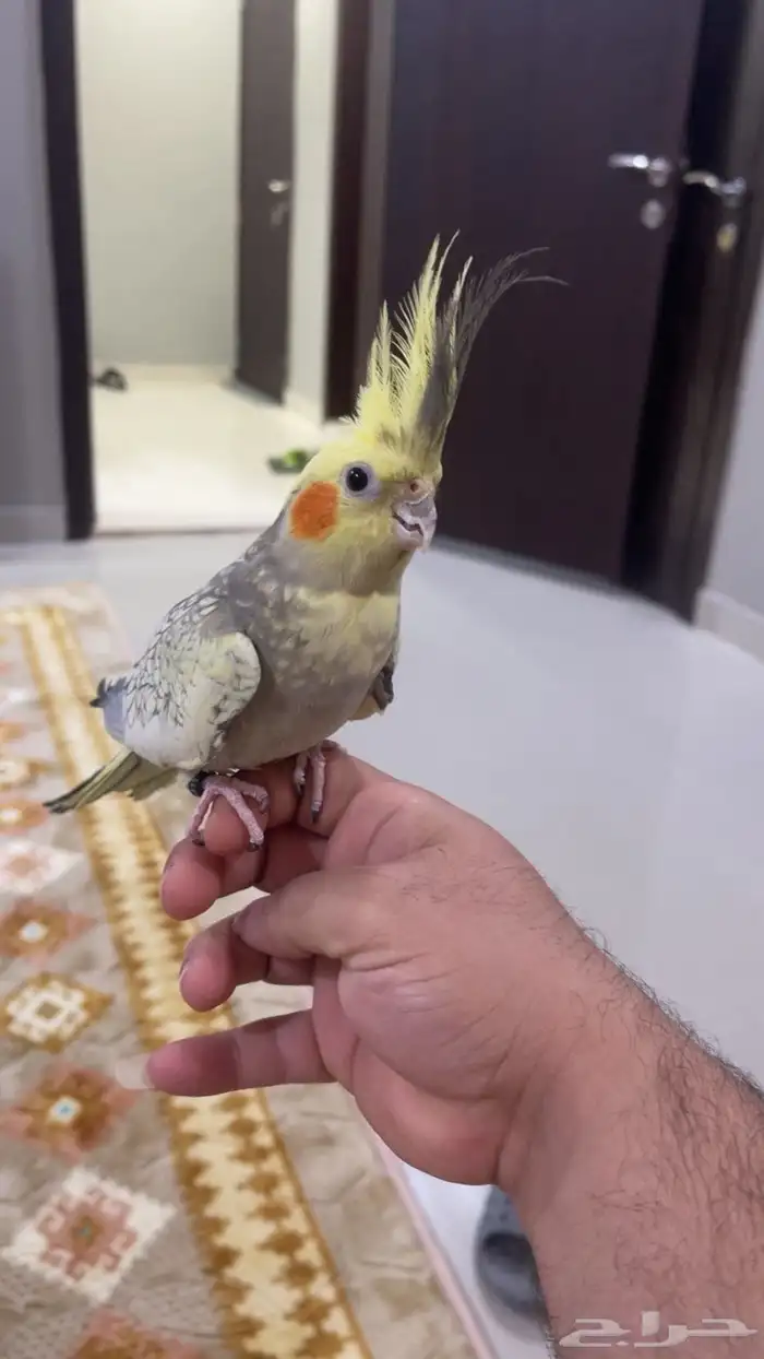 كروان اليف 1