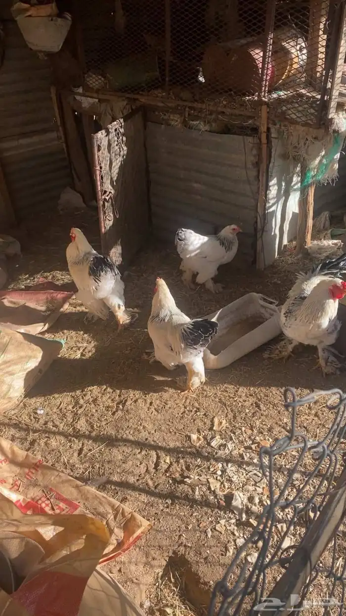 دجاج براهما طيب بلحيل 1