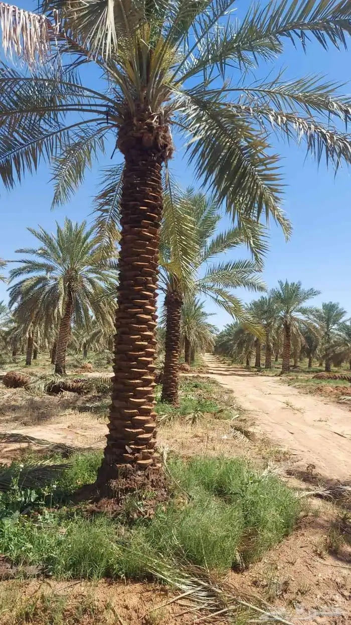 نخيل للبيع فسسايل فروخ 9