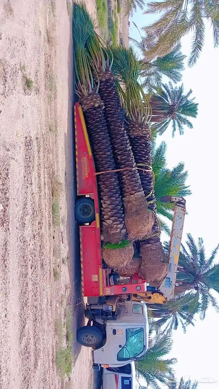 نخل اللبيع في الدوادمي 1