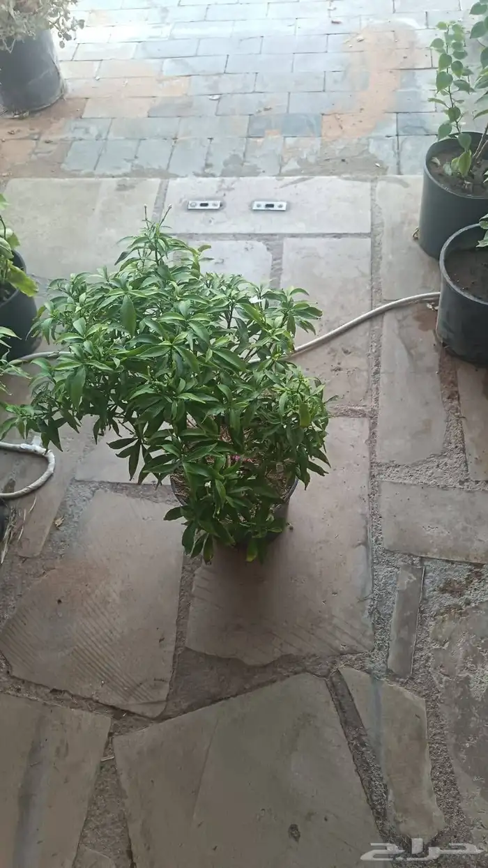 منسق حديق وتركيب جميع شبكات الري العادي والاتمتك 2