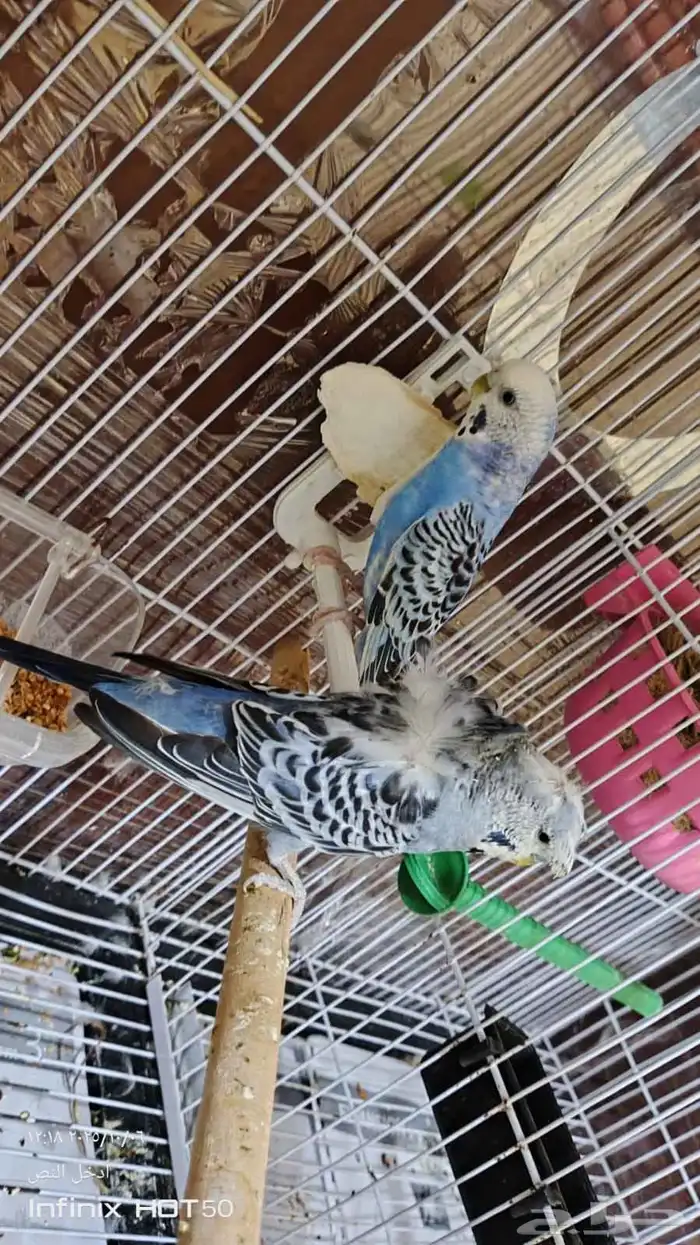 للبيع جوز بادجي تم البيع 0