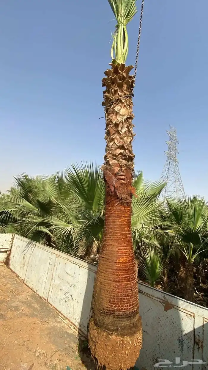 تخيل لبيع 1