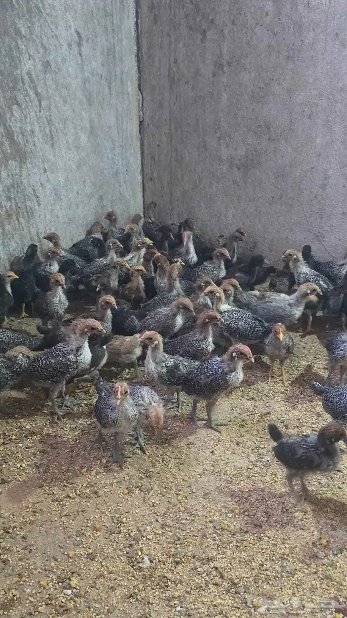 صوص فيومي الموقع الدسمه 1