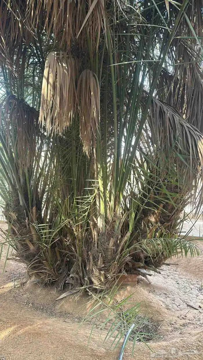 نخل للبيع بجميع أنواعها ومقاساتها نوايع ع حسب رغبه الزبون 1