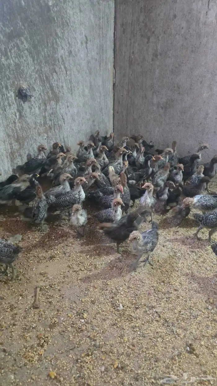 صوص فيومي الموقع الدسمه 2