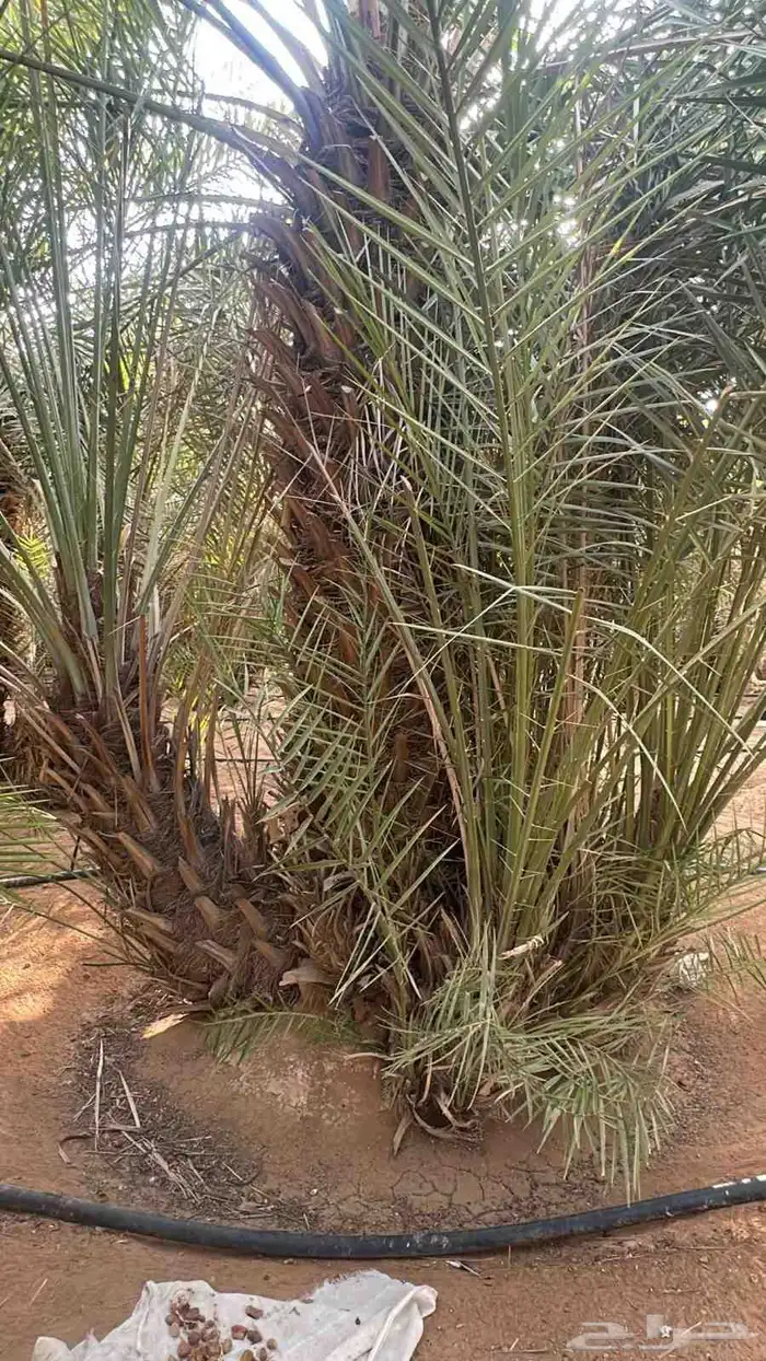 نخل للبيع بجميع أنواعها ومقاساتها نوايع ع حسب رغبه الزبون 2