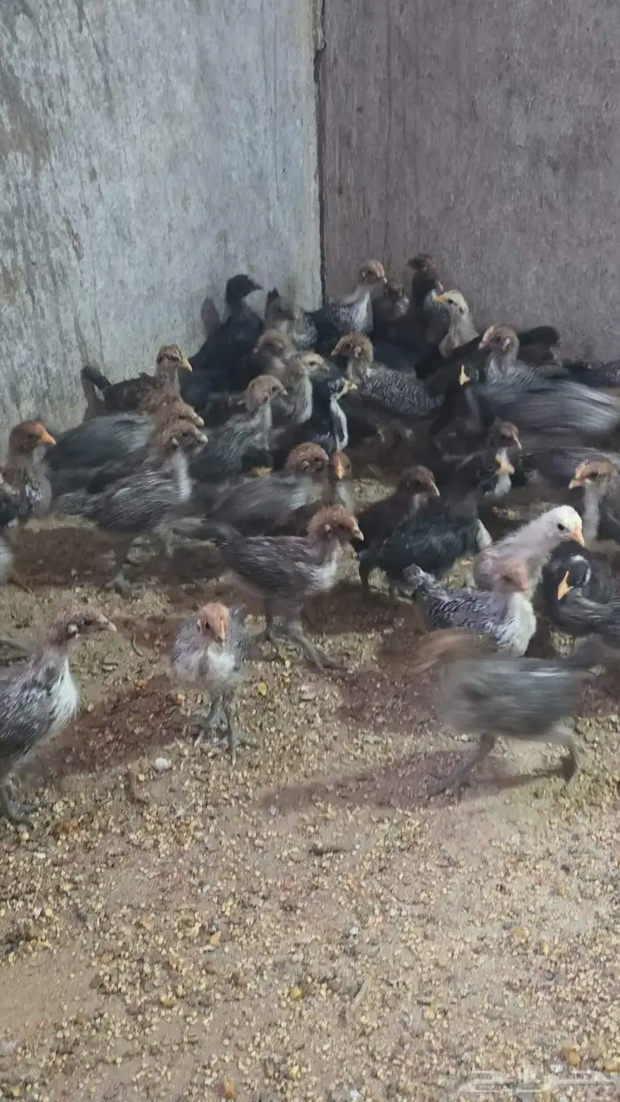 صوص فيومي الموقع الدسمه 3