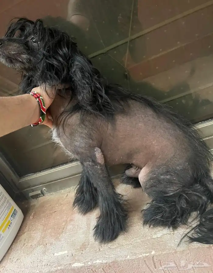 كلب chinese crested dog 0