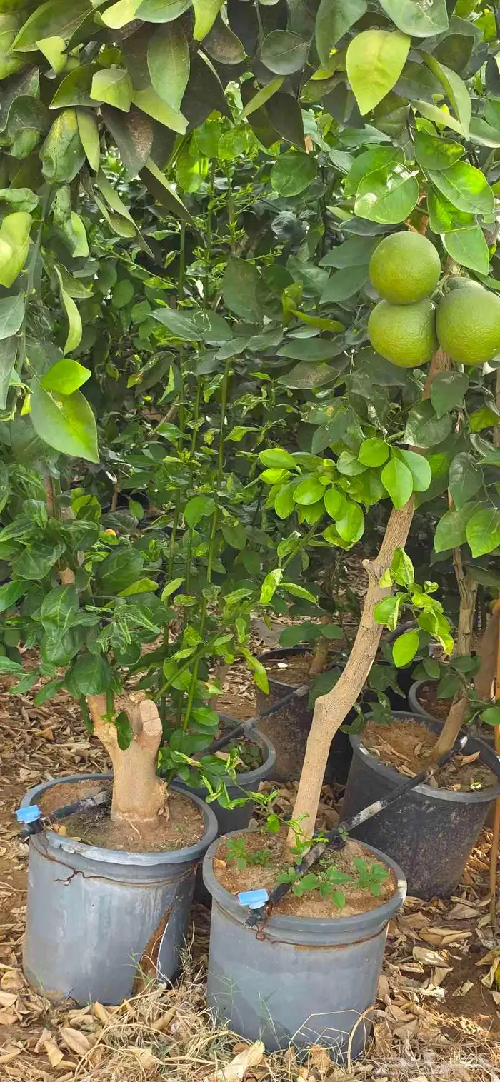 شتلات و اشجار الحمضيات المثمرة احجام كبيرة بأنواعها 0