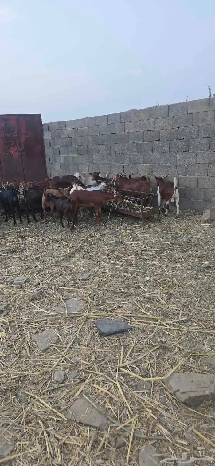 ماشاء الله تبارك الله تيوس محايل عسير مخصى شرط نظافة 0