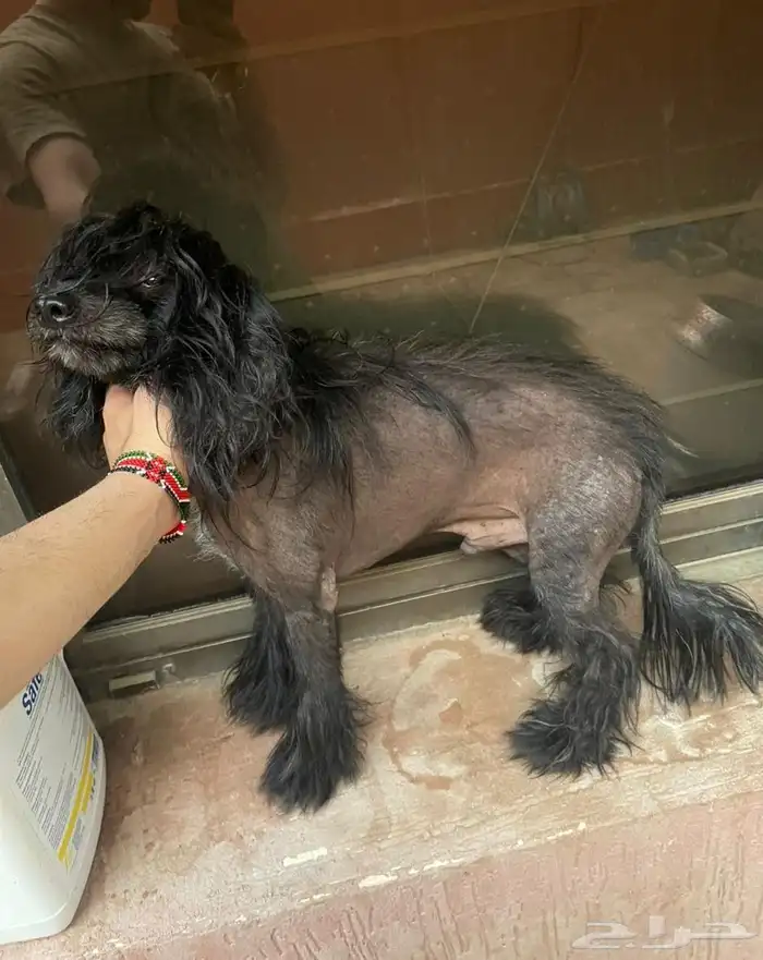 كلب chinese crested dog 1