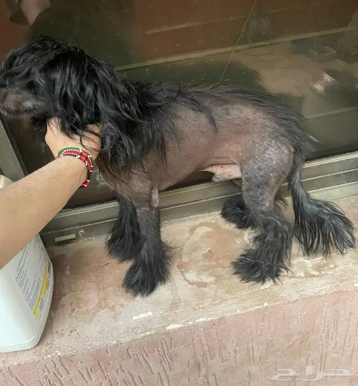 كلب chinese crested dog 2