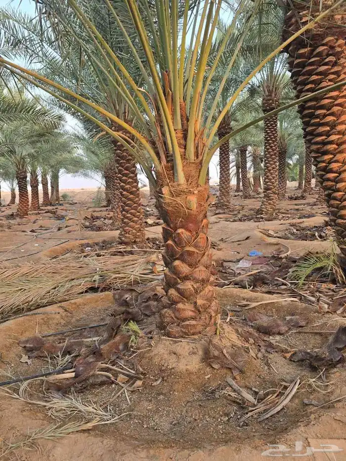 نخل واشجار 5