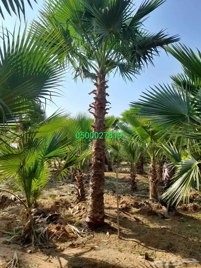 نخل واشنطني ثيل طبيعي للبيع 4