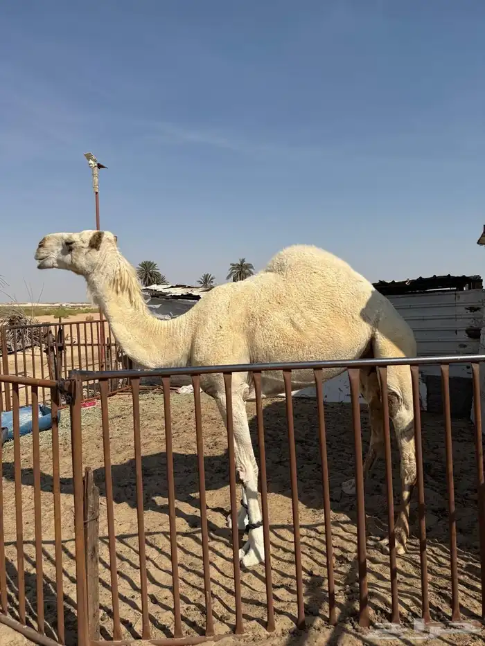 حلال للبيع 1