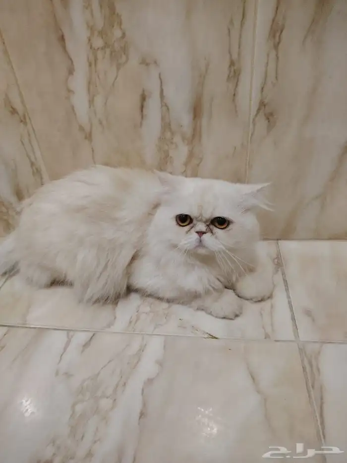 سكوتش انثى وذكر بيكي فيس للتبني 5