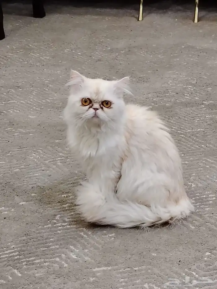 سكوتش انثى وذكر بيكي فيس للتبني 4