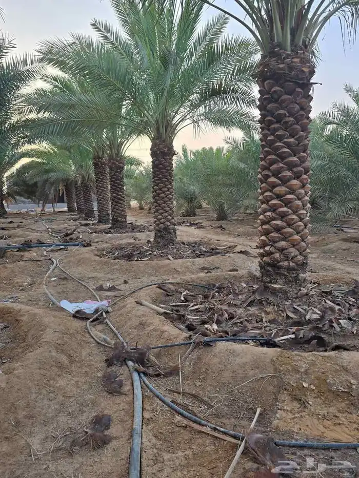 نخل واشجار 0