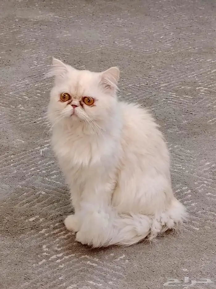 سكوتش انثى وذكر بيكي فيس للتبني 3