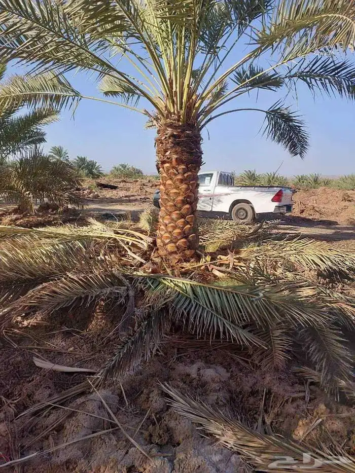 شبوك ونخيل 6