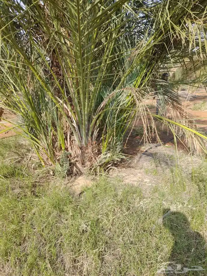 نخيل للبيع فسسايل فروخ 2