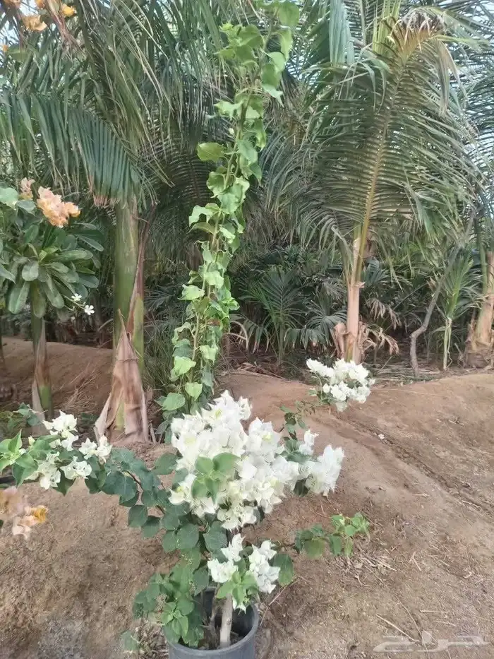 مشاتل تنسيق حدائق وتيل وزهور 2